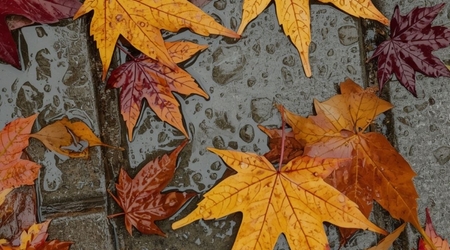 Изображение для поста. 🍂 Осеннее настроение в ЯНИТЕ! 🍂